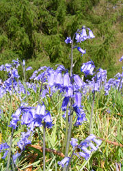 A photo of Bluebells in Lyme Park taken by Evelyn Frearson