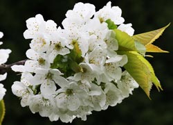 Cherry Blossom, Moor Lane - taken by Robin Berriman