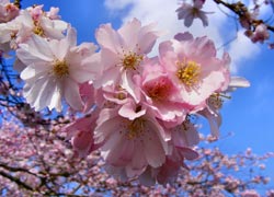 Cherry blossom in the garden - Evelyn Frearson