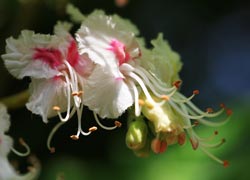 Horse Chestnut Blossom, Moor Lane - taken by Robin Berriman