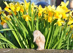 Daffs and old kingfisher - taken by Paul Rodman