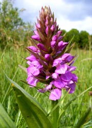 Early Purple Orchid near Blossoms Lane - taken by Evelyn Frearson