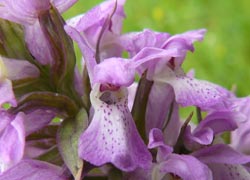 Early Purple Orchid off Blossoms Lane - taken by Kris Hayward