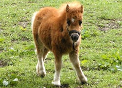 First bad hair day - Foal at Threeways Farm - taken by Evelyn Frearson