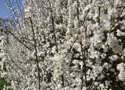 Hedge in Bloom - taken by Paul Rodman