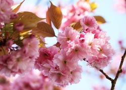 In the Pink - taken by Robin Berriman