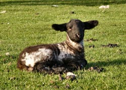 Lamb on Thorpe Cloud - taken by Evelyn Frearson