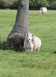 Mothers and babies at Threeways Farm - taken by Evelyn Frearson