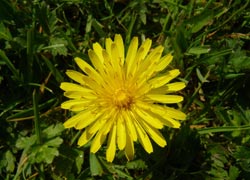 Scourge of the Spring Garden - taken by Kris Hayward