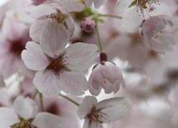 Spring Blossom - taken by Robin Berriman