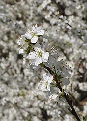 Spring hedge - taken by Paul Rodman