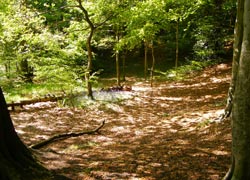 Spring in Hall Wood - taken by Evelyn Frearson