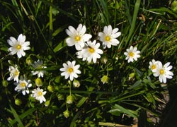 Stitchwort in Blossoms Lane - taken by Evelyn Frearson