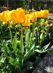 <emptTulips attention - taken by Paul Rodmany>