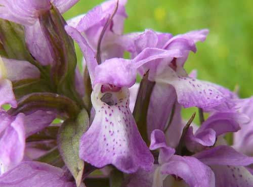 Early Purple Orchid off Blossoms Lane - taken by Kris Hayward