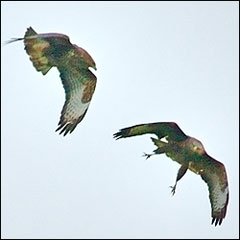 A pair of buzzards flying over Woodford