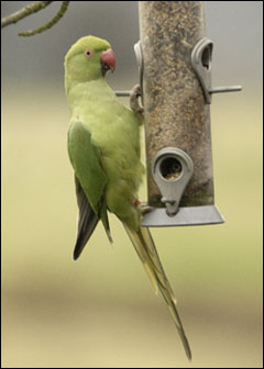 A parakeet in a Woodford garden