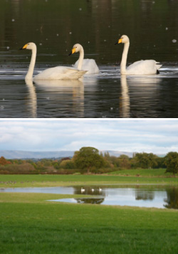 A photo of 3 whooper swans